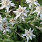 edelweiss