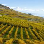 montreux terraced vineyards